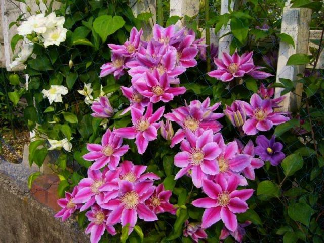 Clematis Carnaby: photo and description, pruning group, care