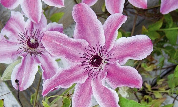 Clematis Carnaby: photo and description, pruning group, care