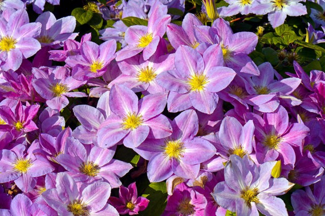 Clematis Change of Heart: reviews and photos, description