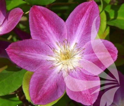 Clematis Change of Heart: reviews and photos, description