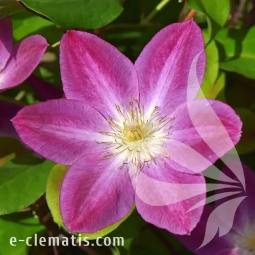 Clematis Change of Heart: reviews and photos, description