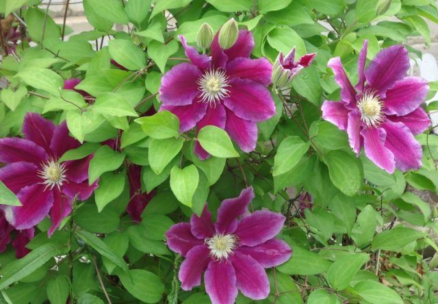 Clematis Chania: description, care, reproduction, photo