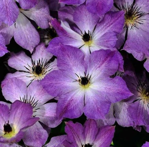 Clematis Cloudbarst: description and reviews, photo