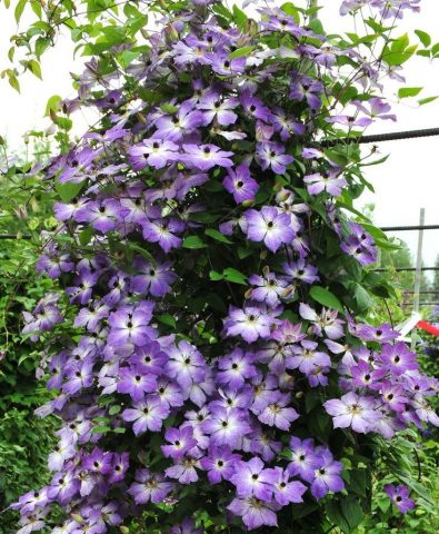 Clematis Cloudbarst: description and reviews, photo