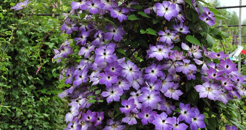 Clematis Cloudbarst: description and reviews, photo