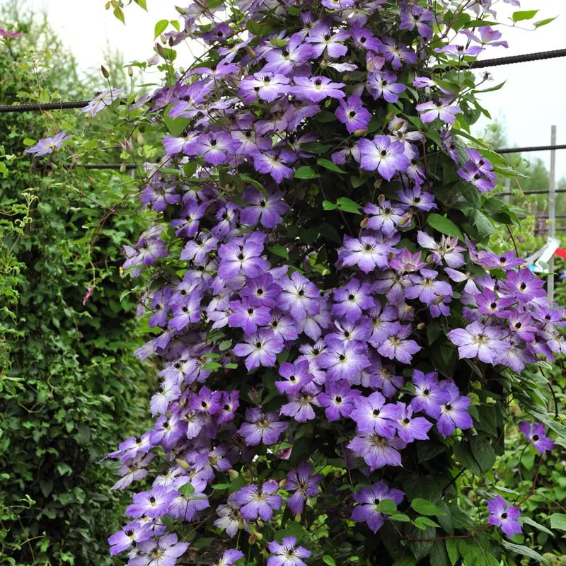 Clematis Cloudbarst: description and reviews, photo