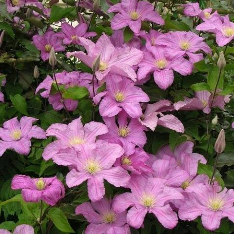 Clematis Comtess De Bouchot