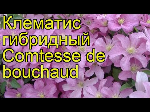 Clematis Comtess De Bouchot