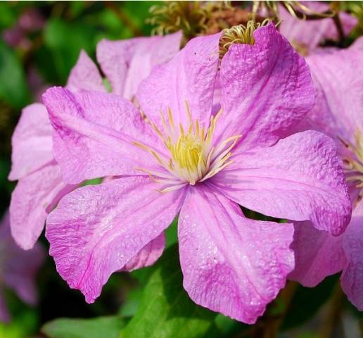 Clematis Comtess De Bouchot