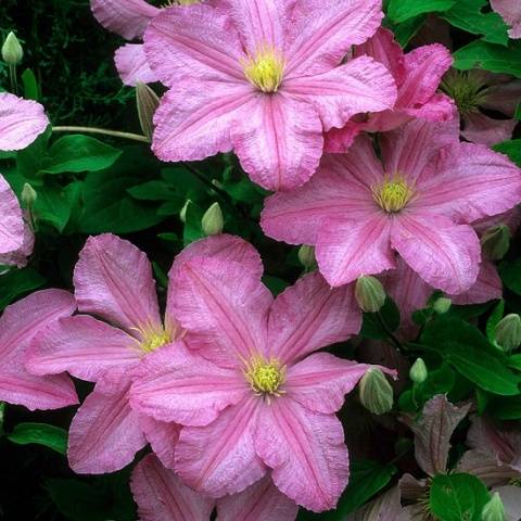 Clematis Comtess De Bouchot