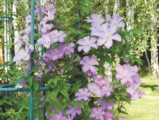 Clematis Comtess De Bouchot