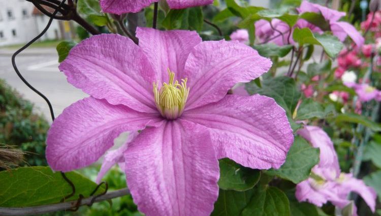 Clematis Comtess De Bouchot