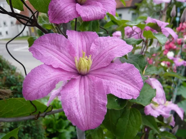 Clematis Comtess De Bouchot