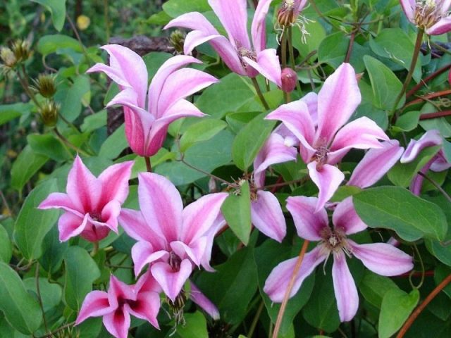 Clematis Daches of Albany: photo and description