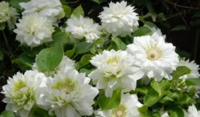 Clematis Daches of Edinburgh: photo and description