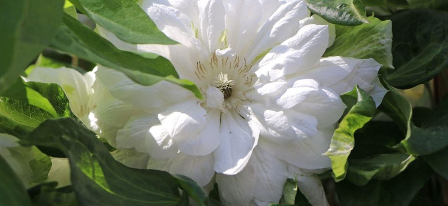 Clematis Daches of Edinburgh: photo and description