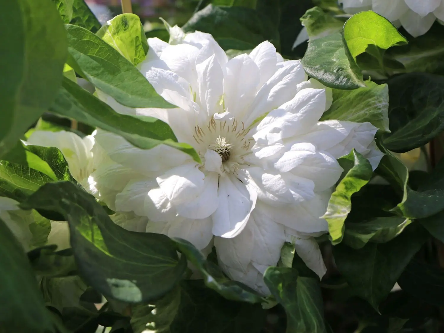 Clematis Daches of Edinburgh: photo and description