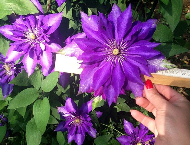 Clematis Daniel Deronda: photo, description, pruning group