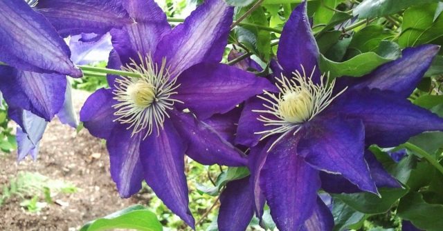 Clematis Daniel Deronda: photo, description, pruning group