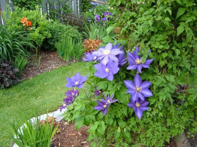 Clematis Daniel Deronda: photo, description, pruning group