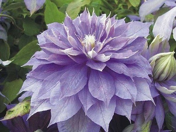 Clematis Diamond Ball: reviews, cultivation features, photos