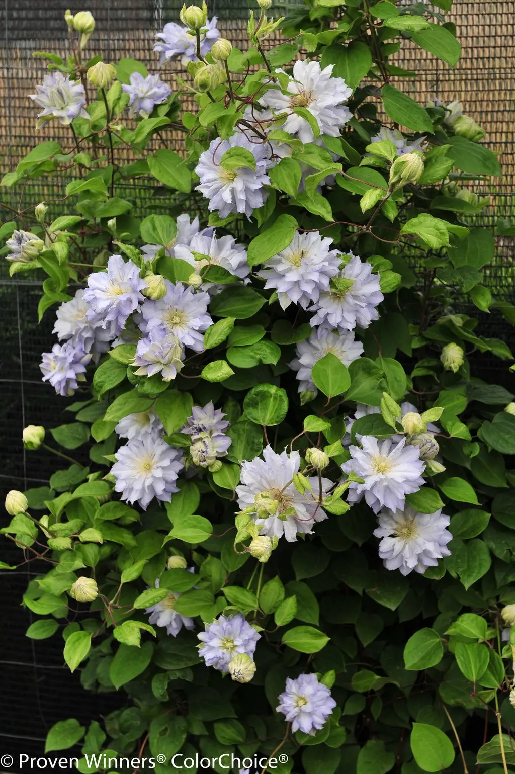 Clematis Diamond Ball: reviews, cultivation features, photos