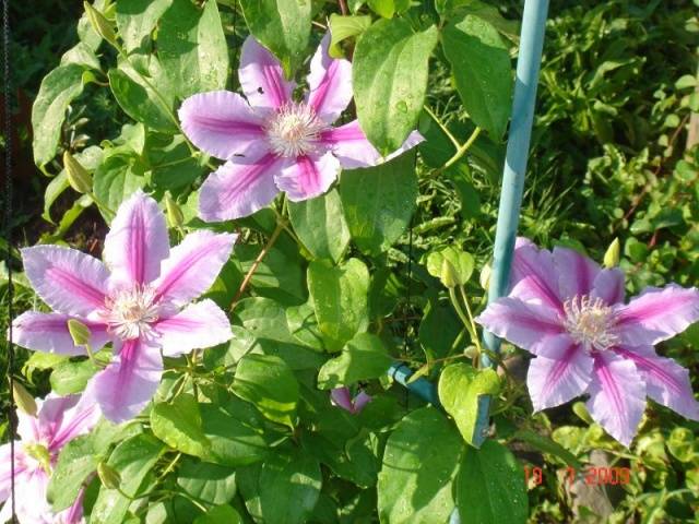 Clematis Dr. Ruppel: planting and care