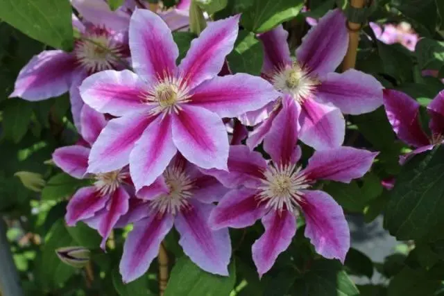 Clematis Dr. Ruppel: planting and care