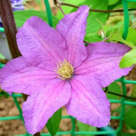 Clematis Dr. Ruppel: planting and care