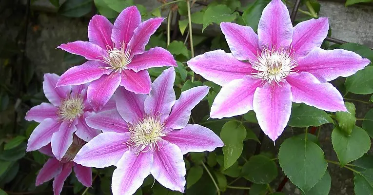 Clematis Dr. Ruppel: planting and care