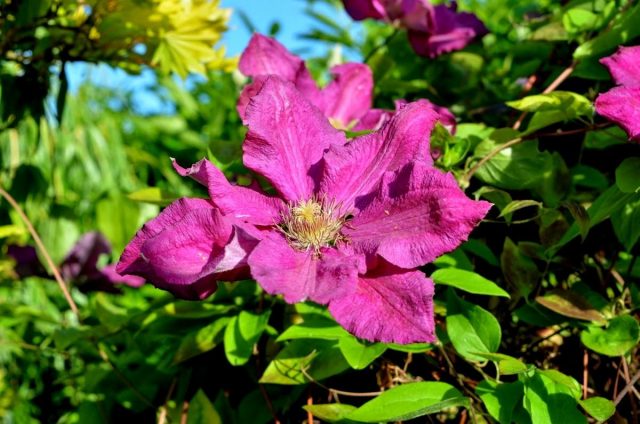 Clematis Ernest Markham