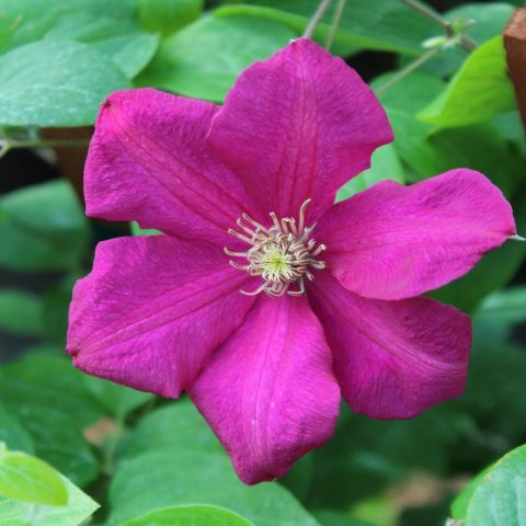 Clematis Ernest Markham