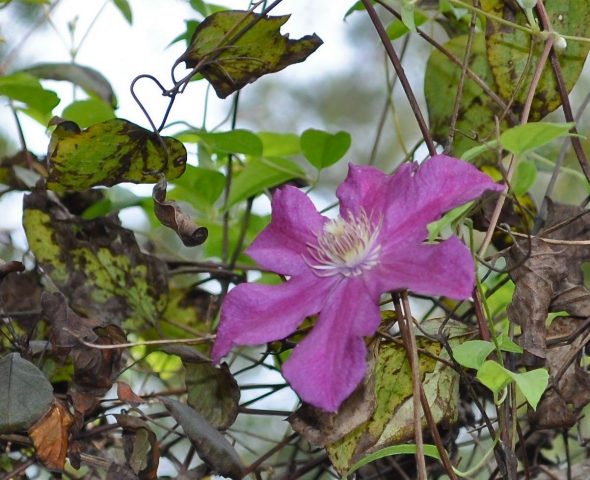 Clematis Ernest Markham