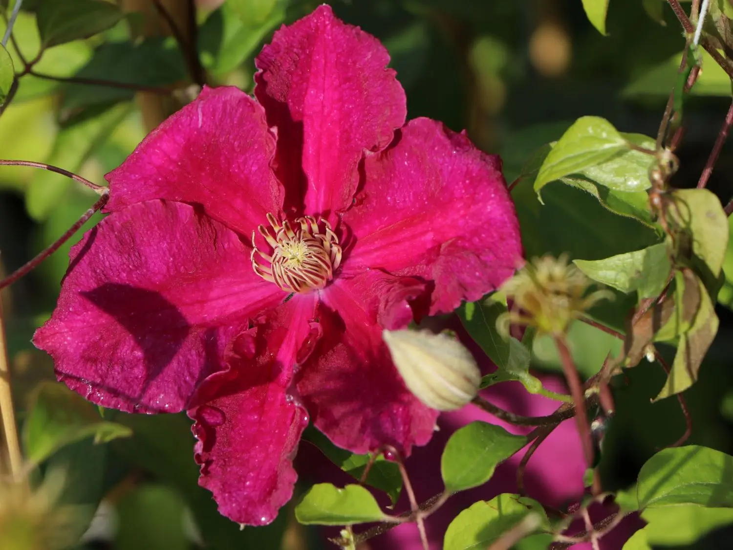 Clematis Ernest Markham