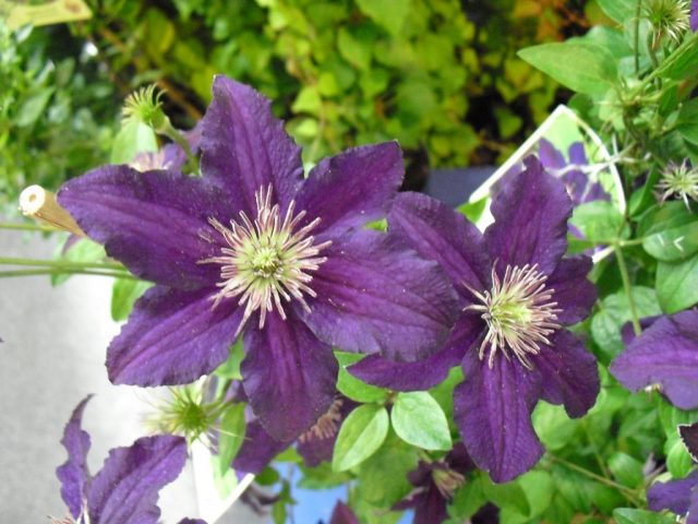 Clematis Etoile Violet: reviews, pruning group, care