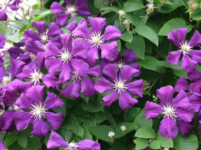 Clematis Etoile Violet: reviews, pruning group, care