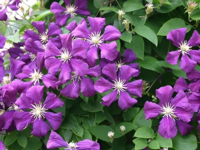 Clematis Etoile Violet: reviews, pruning group, care