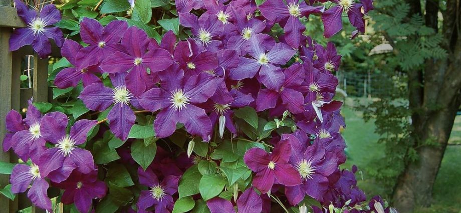 Clematis Etoile Violet: reviews, pruning group, care