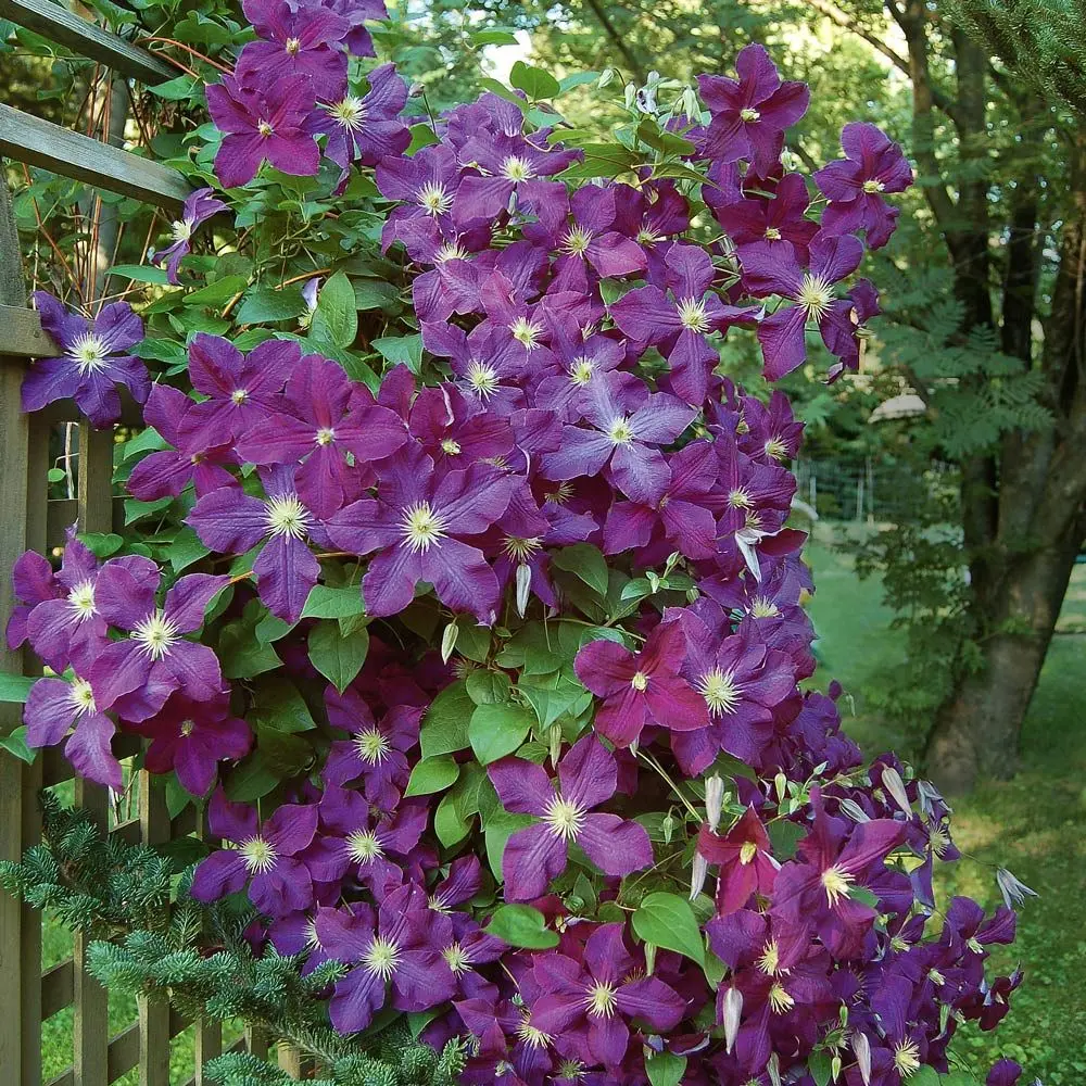 Clematis Etoile Violet: reviews, pruning group, care