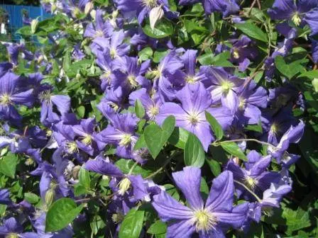 Clematis for the Urals: varieties + photos, cultivation