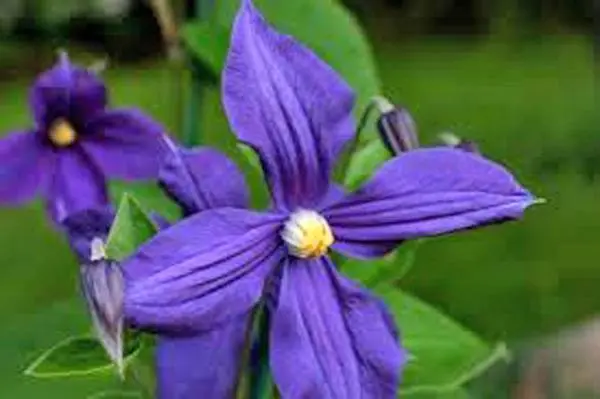 Clematis for the Urals: varieties + photos, cultivation