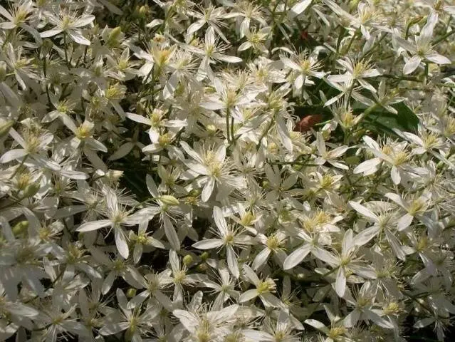 Clematis for the Urals: varieties + photos, cultivation