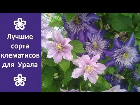 Clematis for the Urals: varieties + photos, cultivation