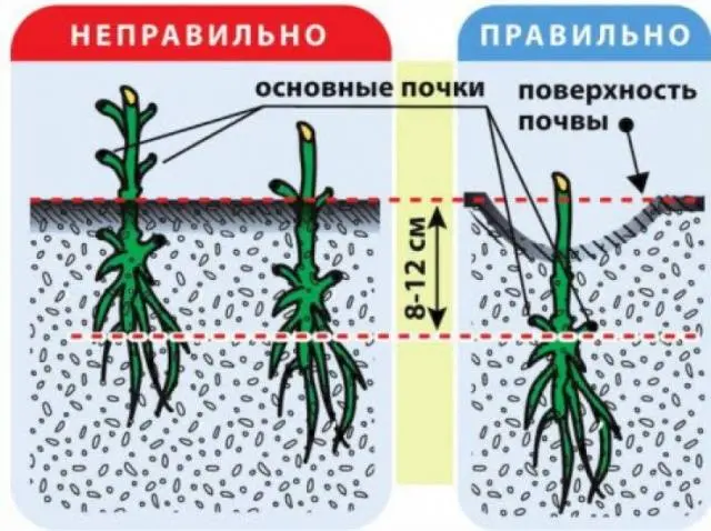 Clematis for the Urals: varieties + photos, cultivation