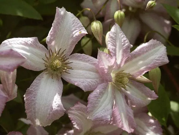 Clematis for the Urals: varieties + photos, cultivation