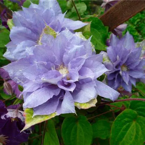 Clematis for the Urals: varieties + photos, cultivation