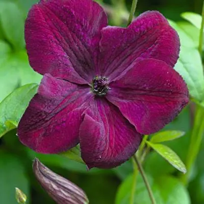 Clematis for the Urals: varieties + photos, cultivation