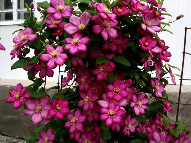 Clematis for the Urals: varieties + photos, cultivation