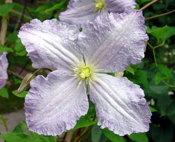 Clematis for the Urals: varieties + photos, cultivation