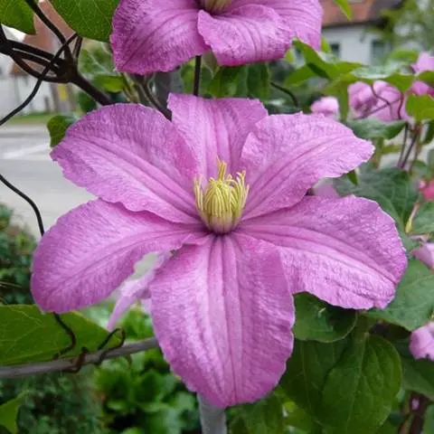 Clematis for the Urals: varieties + photos, cultivation